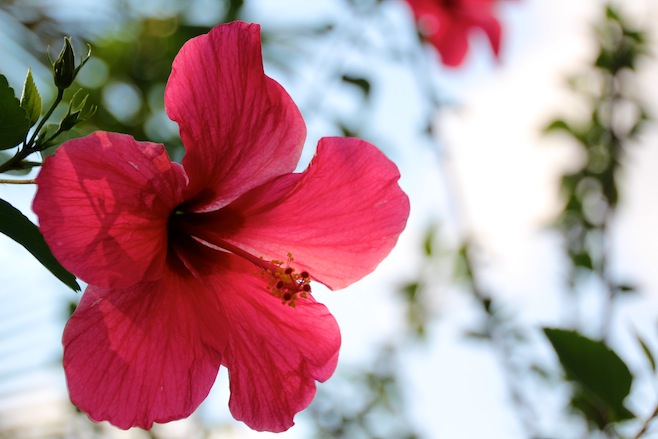 Flower